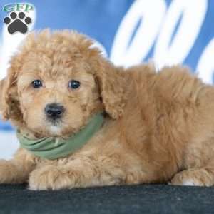 Wendy, Golden Mountain Doodle Puppy